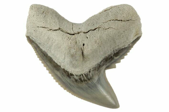 Fossil Tiger Shark (Galeocerdo) Tooth - Aurora, NC #195032